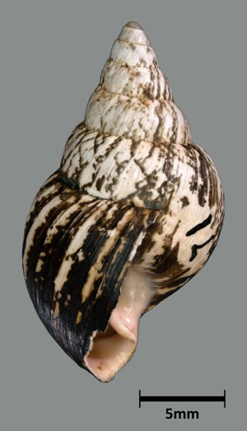Media type: image;   Malacology 39886 Aspect: lateral